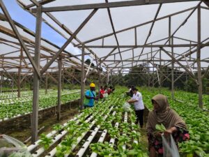 Foto saat kunjungan Guru dan Murid SMP Negeri 9 Mimika belajar budidaya sistem hidroponik sayur pokok di Kampung Damai